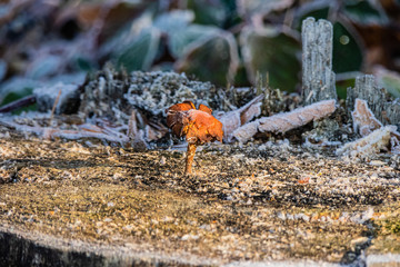 Eispilz.  Pilz mit Eiskristallen überzoegn