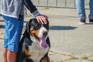 A large black dog with white chest next to the owner. Man's hand on a dog's head