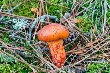 Seta del género Chroogomphus en el suelo de un pinar.
