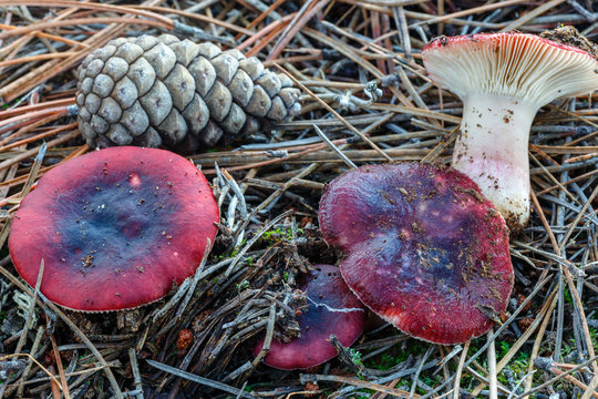 Russula xerampelina. R&uacute;sulas vinosas en un bosque de pinos entre las ac&iacute;culas.