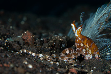 Wunderpus photogenicus
