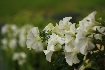 Campanilla en primavera