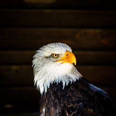 Bald Eagle Portrait