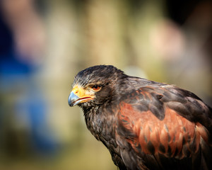 Hawk Portrait