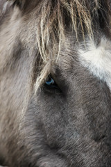 gros plan sur les yeux bleus d'un cheval islandais gris et cendré