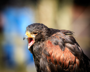 calling Hawk