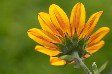 yellow sunflower with green background