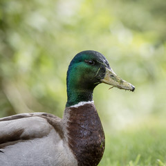 A Duck Portrait