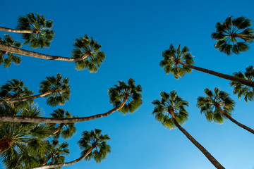 Obraz premium Palms swaying in the wind, sunset, low angle view , Malaga, Anadalucia, Spain