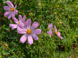 meadow covered in cosmos, a wildflower that covers the south african landscape in summer