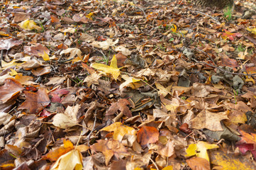 Hojas caídas en un jardín en otoño 3
