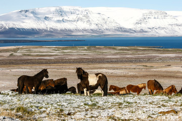 Troupeau de chevaux islandais en liberté sur une piste de terre en Islande