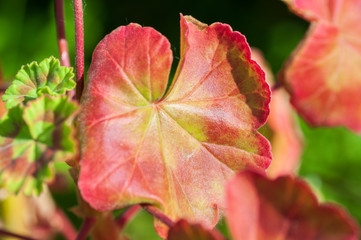 The colored leaf of Pelargonium in close-up. A Geranium-like an evergreen plant