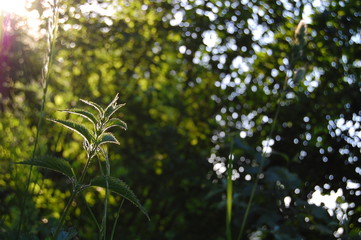 flowers in the garden