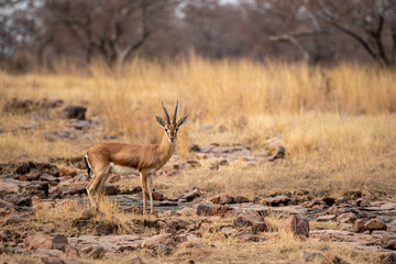 Chinkara or Gazella bennettii or Indian gazelle an Antelope with beautiful background on rocks at ranthambore national park, rajasthan, india
