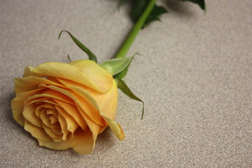 Yellow Rose with Gray Background