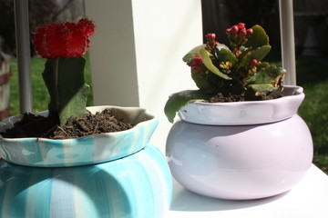 Succulents in Pots