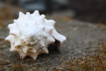 Sea Shell