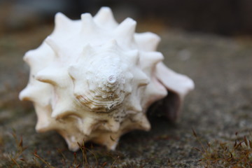 Sea Shell Closeup