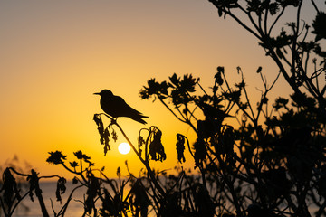 Golden glow of sunset behind silhouette bird
