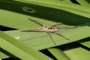 Araignée Pisaura