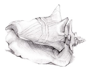 Conch Shell Sketch
