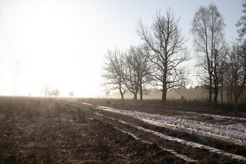 hazy field in sunshine with naked tree