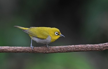 bird on a branch