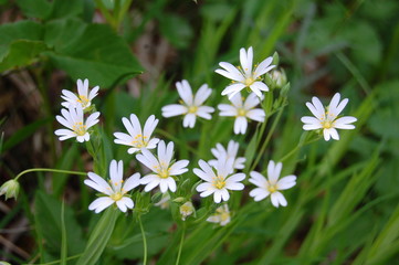 white flowers in green grass