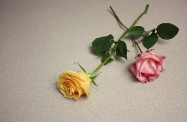 Pink and Yellow Roses