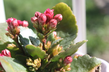 Pink Succulent Flowers
