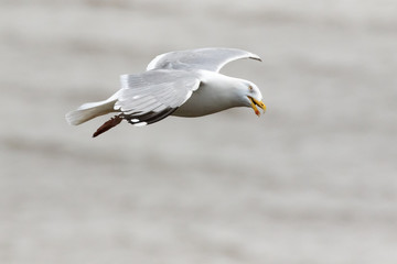 Herring Gull Gliding