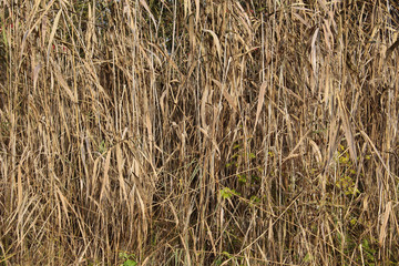 Close up of dry reed