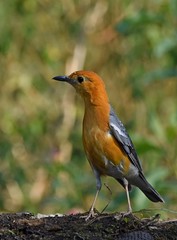 bird on branch