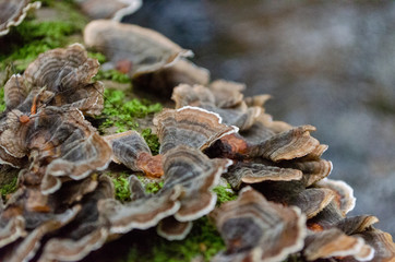 mushroom in forest