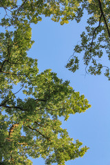 view of the sky through the branches of trees. blue sky, green leaves