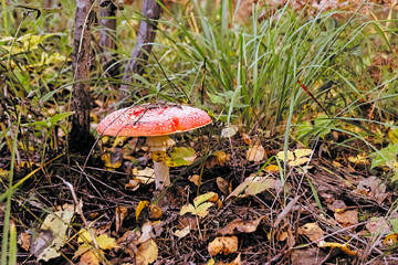 Autumn poisonous mushroom
