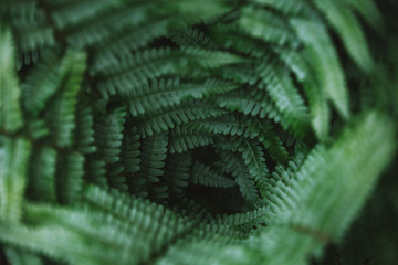 Creative close up of natural green fern leaves in the forest. Botany background.