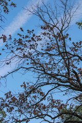 view of the sky through the branches of trees. blue sky, green leaves