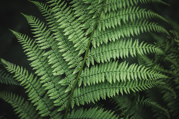 Close up of natural green fern leaves in the rainy forest.