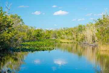Fototapeta na wymiar Wild swamps. Everglades River and Grass. Florida. USA. 
