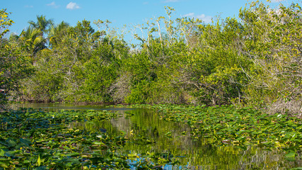 Wild swamps. Everglades River and Grass. Florida. USA. 