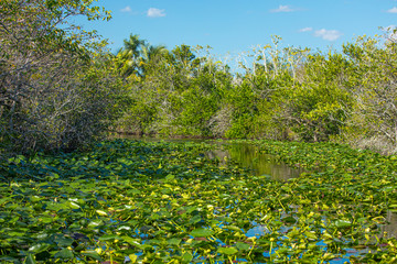 Wild swamps. Everglades River and Grass. Florida. USA. 
