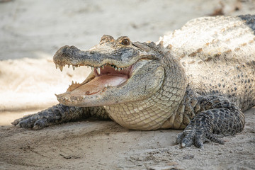 Alligator head. Everglades National Park. Florida. USA. 