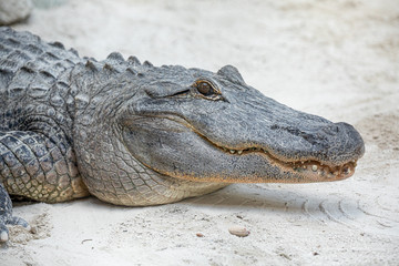Alligator head. Everglades National Park. Florida. USA. 