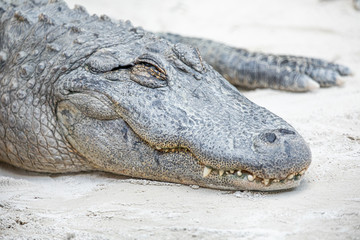 Alligator head. Everglades National Park. Florida. USA. 