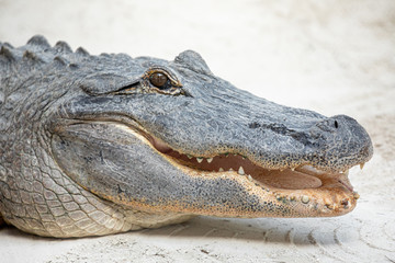Alligator head. Everglades National Park. Florida. USA. 