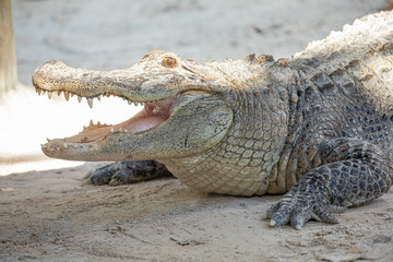 Alligator head. Everglades National Park. Florida. USA. 