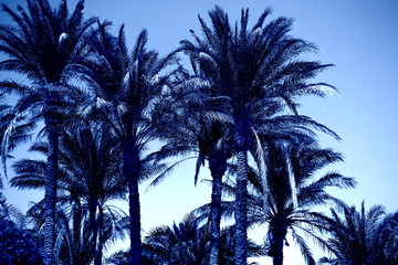 Fototapeta na wymiar Classic Blue. Color of the Year 2020. Lonely palm tree against the backdrop of mountains.