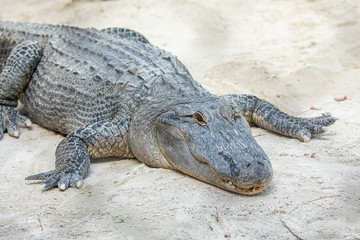 Alligator head. Everglades National Park. Florida. USA. 